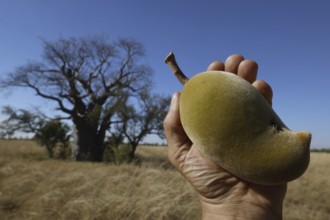 A hand holds the fruit of a baob tree in front of an open landscape in the Kimberleys, Kimberleys,