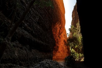 The impressive Echidna Chasm interspersed with plays of light and shadow, Purnululu, Western