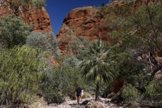Impressive red rocks and vegetation on the Echidna Chasm Trail in Purnululu National Park,