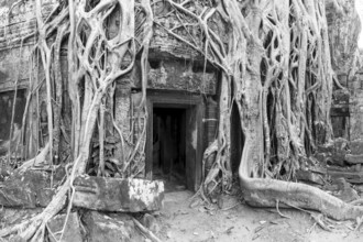 Tetrameles (Tetrameles nudiflora), tree conquers with its roots the ruins of the temple complex of