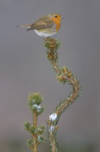 Robin (Erithacus rubecula), on a snow-covered spruce top, Swabian Alb biosphere reserve,