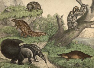 Animals, teeth and platypuses: anteater, Myrmedophaga jubata, platypus, Ornithorhynchus paradoxus,