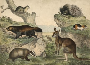 Animals: Wolverine, Gulo boreclis, Badger, Meles vulgaris, Oppossum, Didelphys virginiana, giant