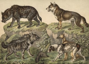 Predators: hyena, hyena striata, spotted hyena, hyena crocuta, greyhound, Canis familiaris grajus,