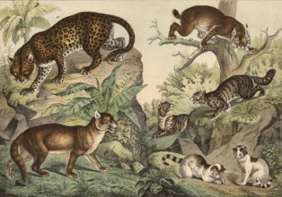 Predators, cats: leopard, Felis pardus, Vuguar or Cougar, Felis concolor, lynx, Felis lynx, wild