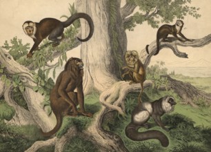 Monkeys and half-monkeys: red howler monkey, Mycetes seniculus, capuchin monkey, Bebus capucinus,
