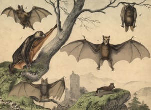 Fluttering animals: flying dog, pteropus edulis, vampire, phillostoma spectrum, bat, vesperugo