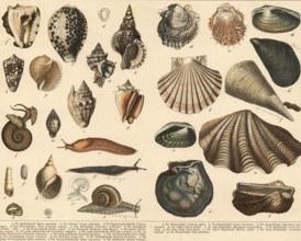 Animals: snails and mussels, school painting, authentic reproduction of a school mural, around