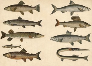 Animals, fish: salmon trout, salmo trutta, huchen or Danube salmon, salmo hucho, lake trout, salmo