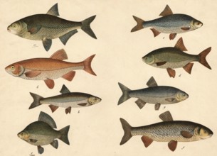 Animals, fish: bream, Abramis brama, orf or golden village, Cyprinus orfus, crucian carp, Cyprinus