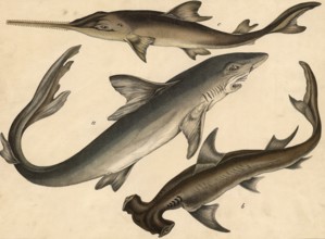 Animals, fish: human shark, Carcharias vulgaris, hammerhead shark, Squalus zygaena, sawfish,