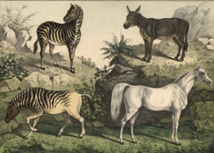 Animals: Arab horse, Equus caballus, donkey, Equus asinus, zebra, Hippotigris zebra, quagga,