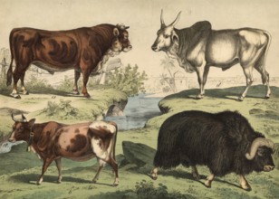 Animals: house cow, bos taurue, musk ox, bos moschatus, zebu, bos indicus, school picture,