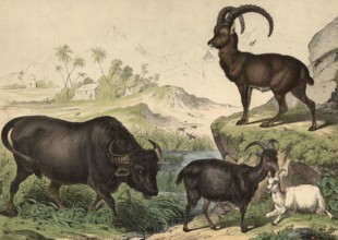 Animals: buffalo, Bubalus vulgaris, domestic goat, Capra hircus, Capra ibex alpinus, school