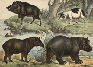 Ungulates: Tapir, Tapirus americanus, hippopotamus amphibius, domestic pig, Sus domesticus, wild