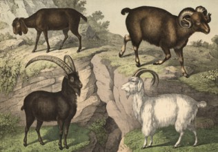 Animals: Bezoar goat, Capra aegagrus aegagrus, cashmere goat, Hircus laniger, Argali, Caprovis