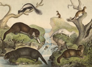 Predators: weasel, mustela vulgaris, large weasel, mustela erminea, ferret, mustela furo, sable,