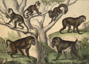 Monkeys: Rolled monkey, Cobus apella, Moncat, Cercopithecus sabaeus, Babuin, Cynocephalus babuin,