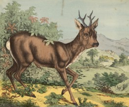 Animals: deer, Capreolus capreolus, school painting, authentic reproduction of a school mural,