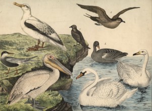 Animals, birds, swimming birds: sea swallow, Sterna hirundo, predatory gull, Lestris pomarina,