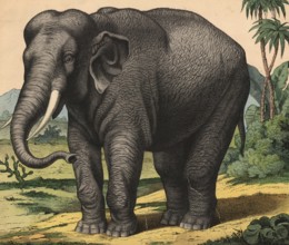 Animals: elephant, Loxodonta africana, school picture, authentic reproduction of a school mural,