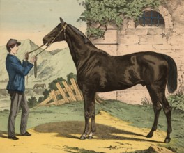 Animals, pets: horse, equus caballus, school picture, authentic reproduction of a school mural,