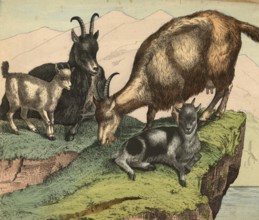 Animals, pets, goats, domestic goat, Capra aegagrus hircus, school picture, authentic reproduction