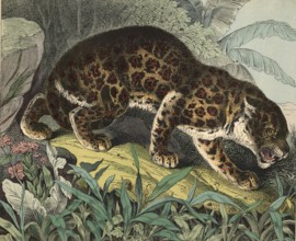 Animals, predators, cats: leopard, panthera pardus, school picture, authentic reproduction of a