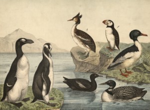 Animals, birds, swimming birds: Great Saeger, Mergus merganser, Grebe, Podiceps cristatus, Sea