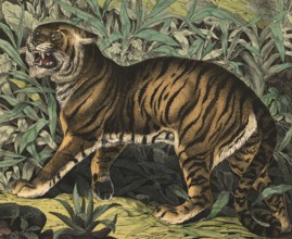 Animals, predators, cats: Tiger, Panthera tigris, school picture, authentic reproduction of a