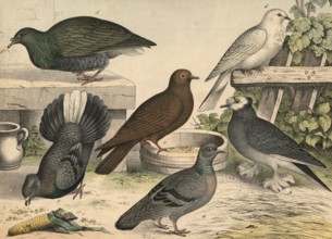 Animals, birds, doves: field dove, Columba livia, drum dove, somersault dove, peacock dove, Nicobar