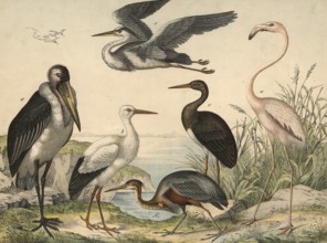 Animals, birds, swamp birds and swimming birds: flamingo, Phoenicopterus ruber, stork, ciconia