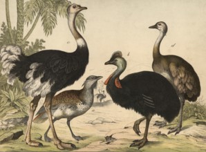 Animals, ratites: bustard, Otis tarda, Helmcasar, Caguarius galeatus, African ostrich, Struthio
