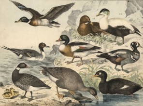 Animals, birds, swimming birds: Saatgoose, Anser segetum, ringed goose, Anser torquatus, eider