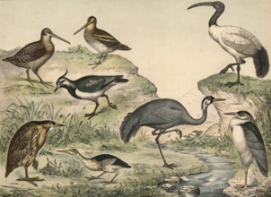 Animals, birds, swamp birds: stinging heron, Ardea nyctiecorax, bittern, Ardea minuta, large