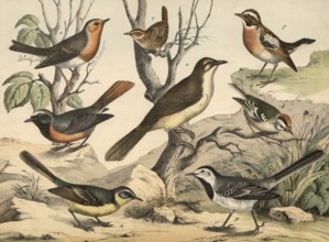 Animals, Birds: Robin, Lusciola rubecula, golden chicken, Regulus cristatus, wren, Trolodytes
