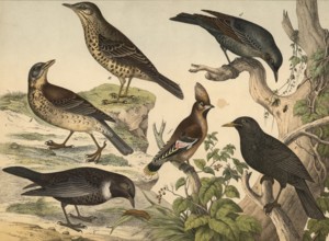 Animals, birds: mistletoe thrush, turdus viscivorus, juniper thrush, turdus pilaris, ring thrush,