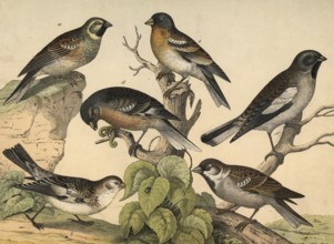 Animals, birds: fence bunting, Emberiza cirlus, snow sparrow, Emberiza nivalis, sparrow, Fringilla