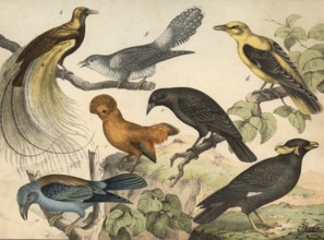 Animals, birds: almond crow, Coracias garrula, bird of paradise, Paradisea apoda, rock grouse,