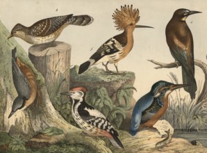 Animals, birds: Great Spotted Woodpecker, Picus medius, Wendeck, Yunx torquilla, Nuthatch, Sitta