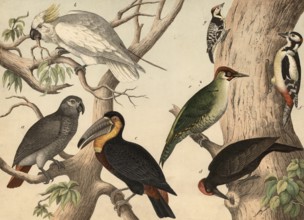 Animals, birds: parrots (left) and woodpeckers: grey parrot, Psittacus erithacus, yellow-crested