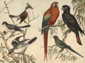 Animals, birds: Shrikes (left) and parrots (right) : Great Shrike, Lanius excubitor, Red-backed