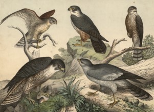 Animals, daypredators: peregrine falcon, falco peregrinus, tree falcon, falco subbuteo, Common