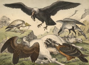 Animals, day predators: scavenger, neophron perenopterus, bald eagle, vulture fulvus, condor,