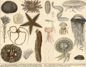 Animals: echinoderms and jellyfish, school picture, authentic reproduction of a school mural,