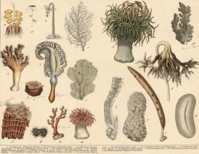 Animals: jellyfish, corals and sponges, school picture, authentic reproduction of a school mural,