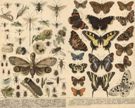 Animals: Hymenoptera, half-winged and butterflies, school painting, authentic reproduction of a