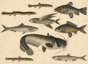 Animals, Fish: Bearded gown, Cobitis barbatula, Mudbiter, Cobitis fossilis, stone loach, Cobitis