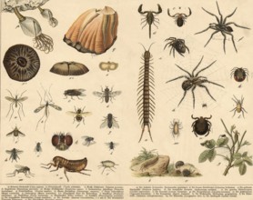 Animals: vine-footed birds, millipedes and spiders, school painting, authentic reproduction of a