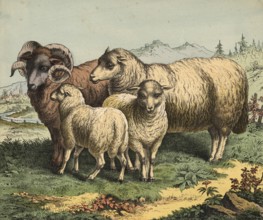 Animals, pets: sheep, ovis, school picture, authentic reproduction of a school mural, around 1900,